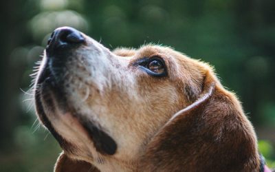 Arthrose bei Hunden: Ursache, Symptome & Behandlung