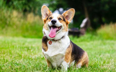 Durchfall bei Hunden: Therapie und Ursachen
