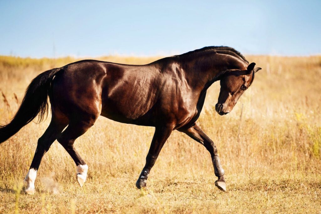 PSSM2 Pferd
