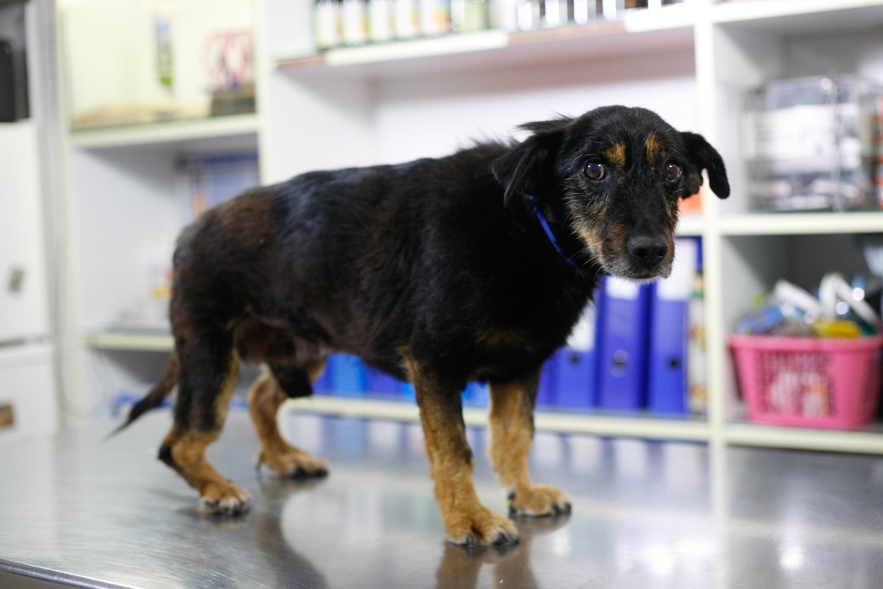 ängstlicher Hund auf dem Tierarzttisch
