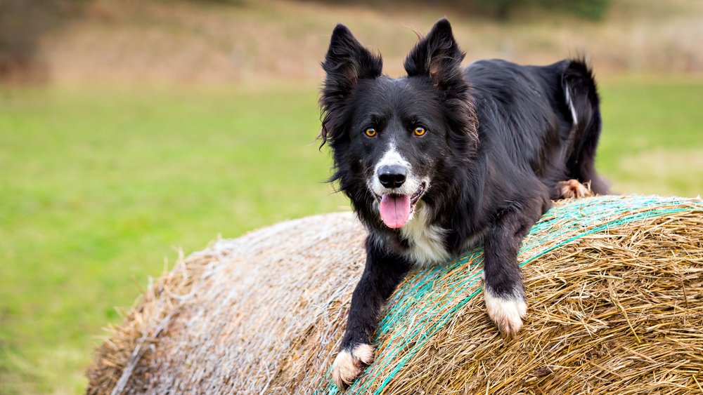 Male,Border,Collie,Dog,On,Haystack.,Photograph,With,Space,For