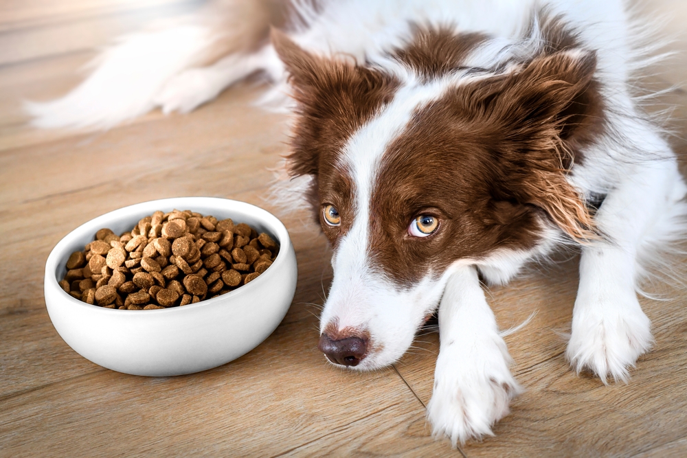 Border,Collie,Dog,Wait,For,Food,In,Bowl.,Pets,Food