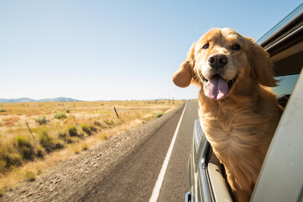 Golden,Retriever,Dog,On,A,Road,Trip
