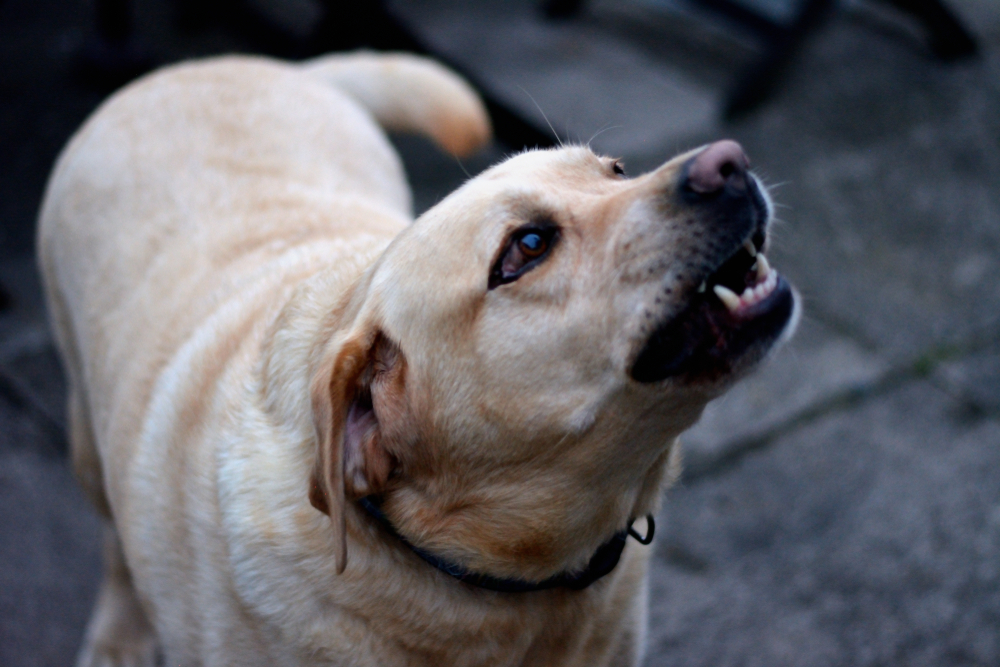 Vicious,Labrador,Dog,Showing,His,Teeth