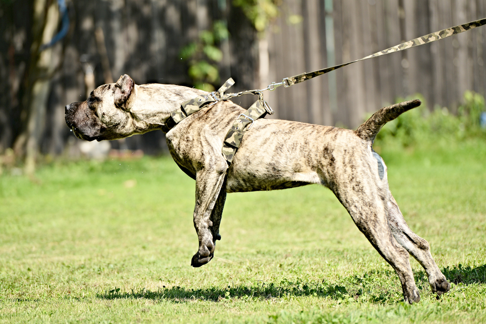 Dog,Training